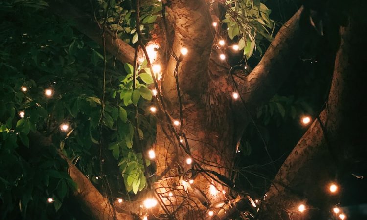 green leaves with yellow string lights